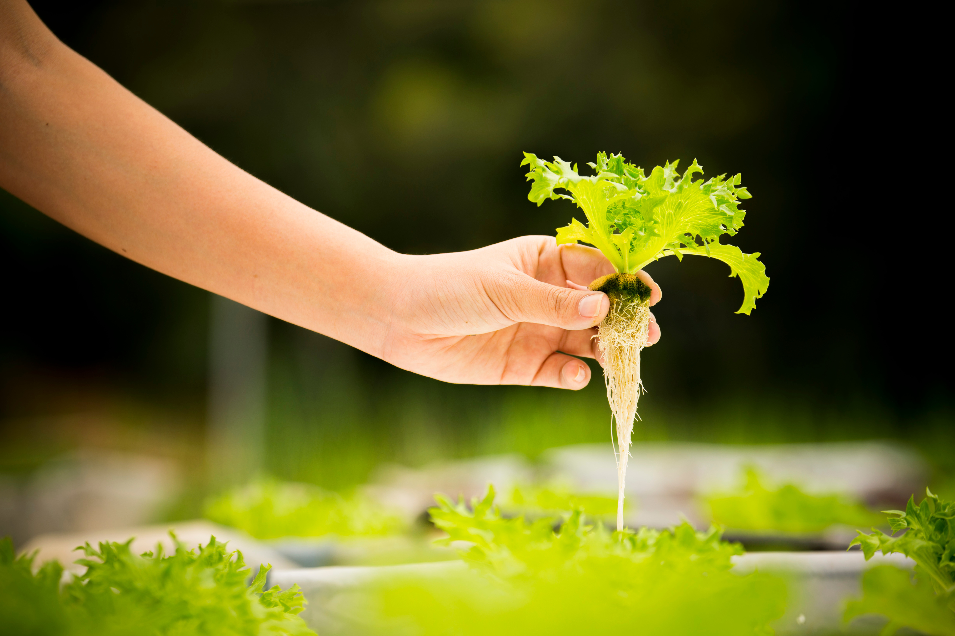 Farmer hydroponic