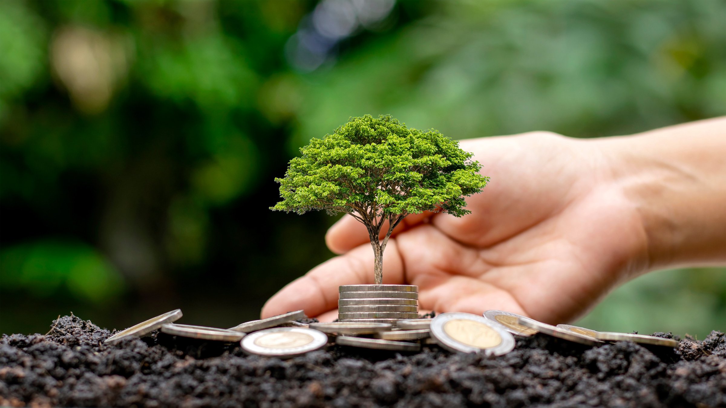 Tree Growing on Coins 