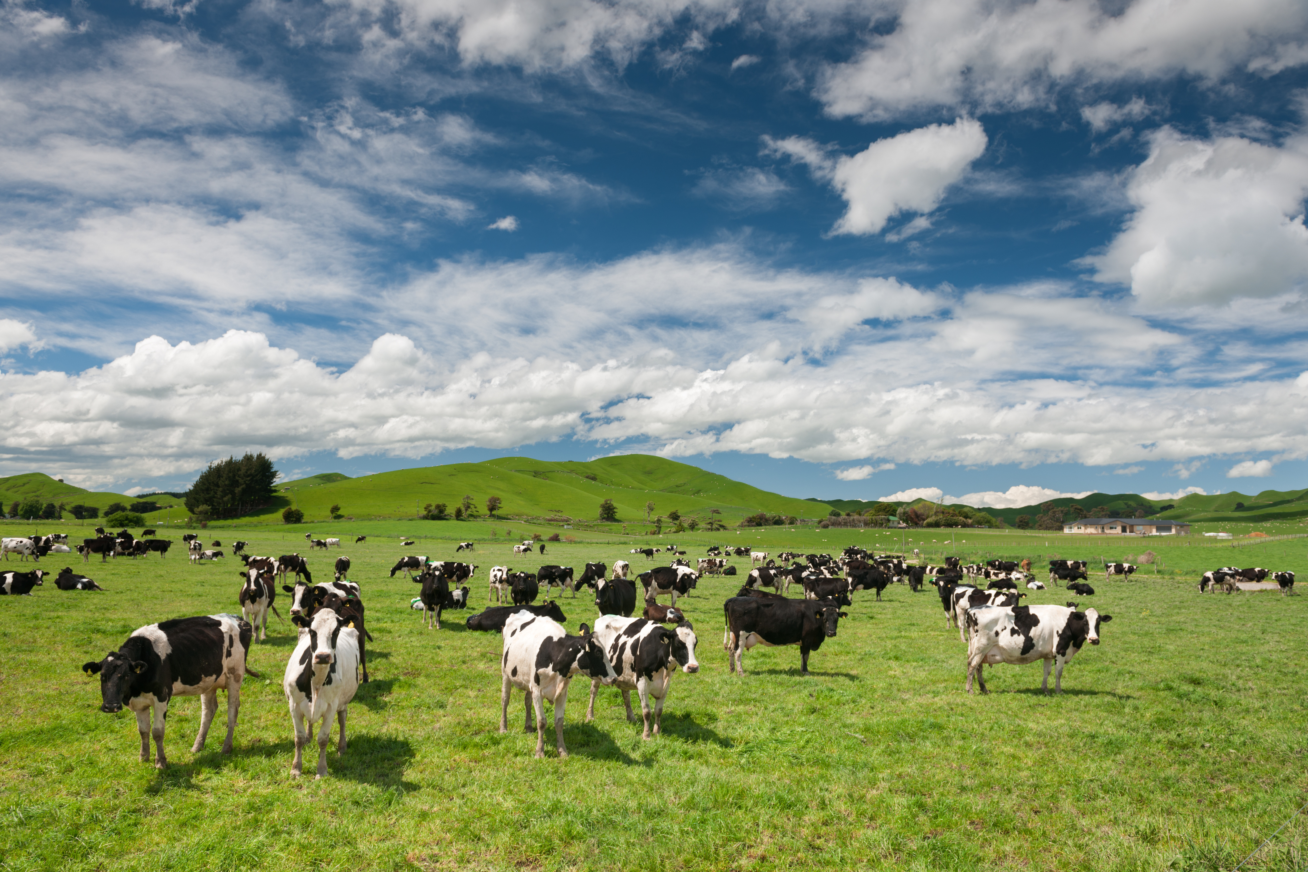 Cow Livestock, New Zealand