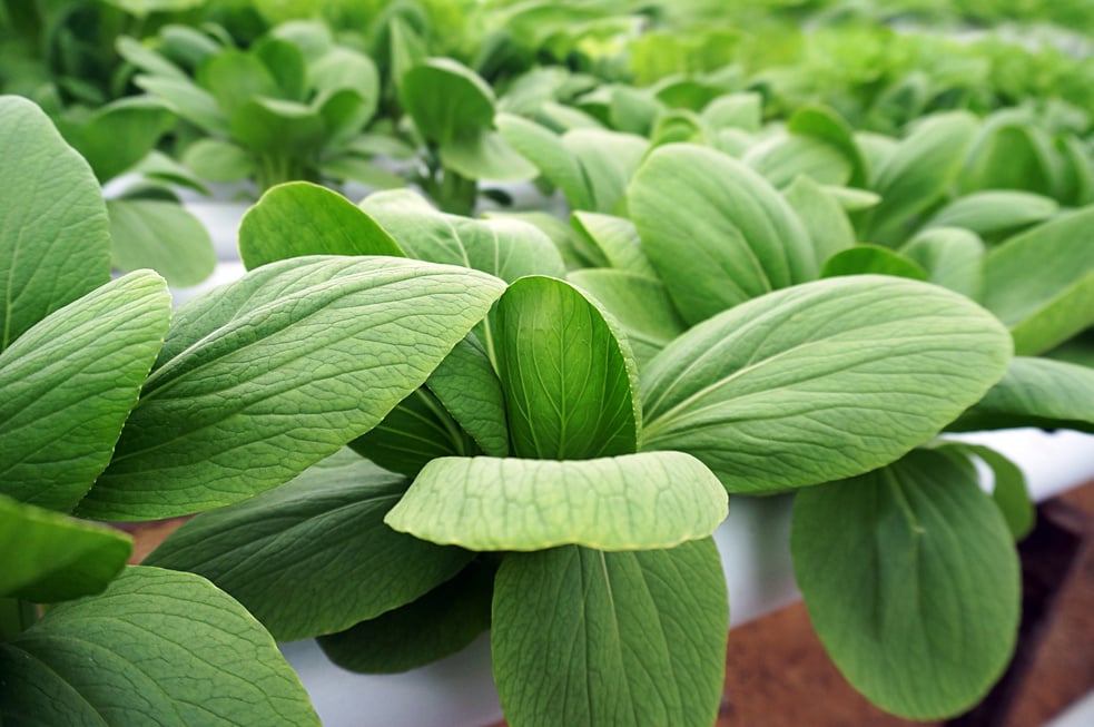 Hydroponic pakcoy in hydroponic pipe. Hydroponic vegetable farm.