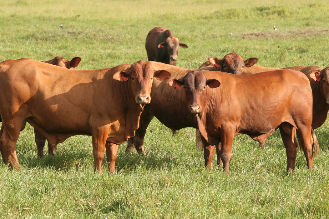 Cattle breeding