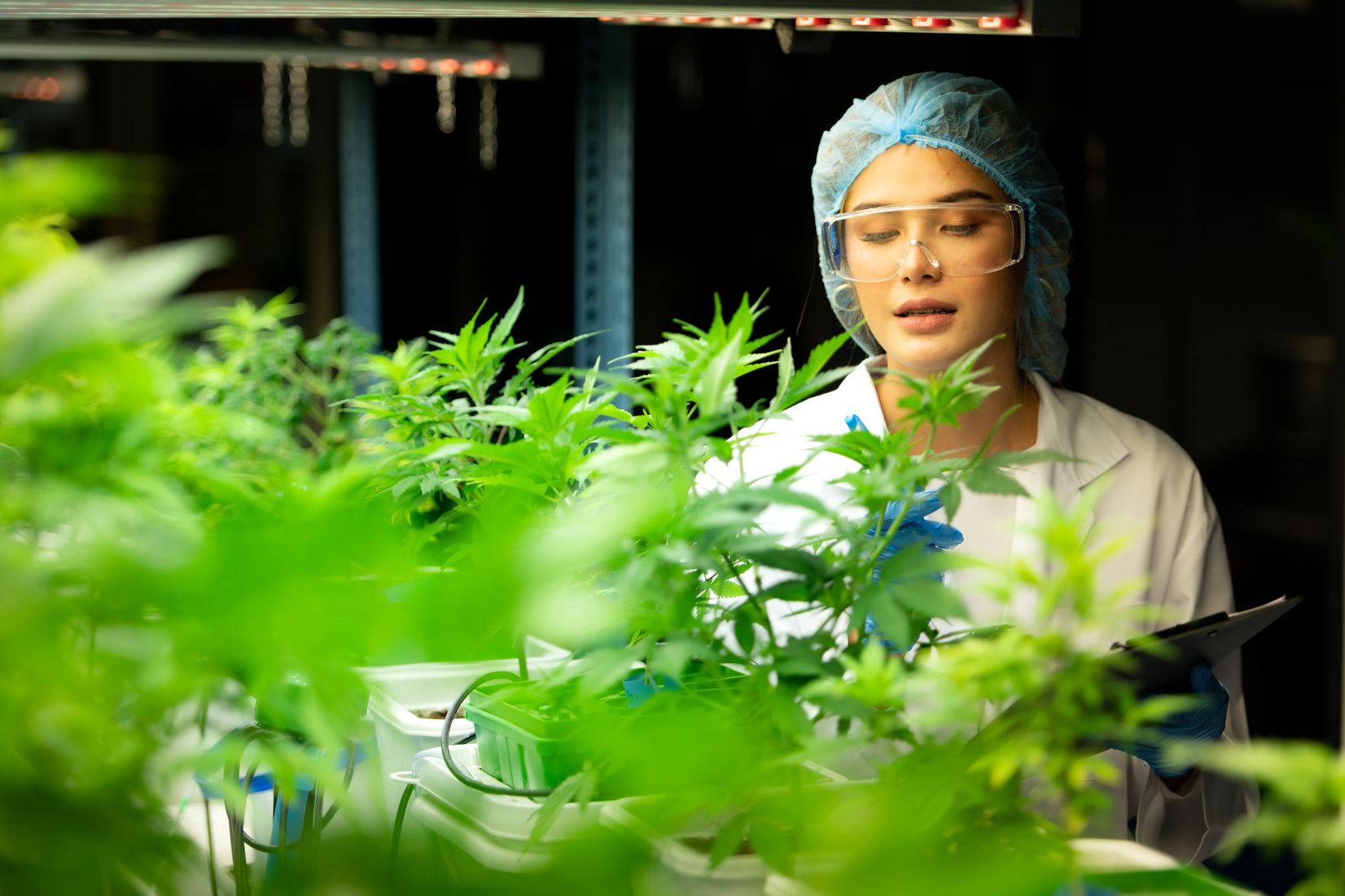 Woman scientist at cannabis farm with a cannabis plant with beau