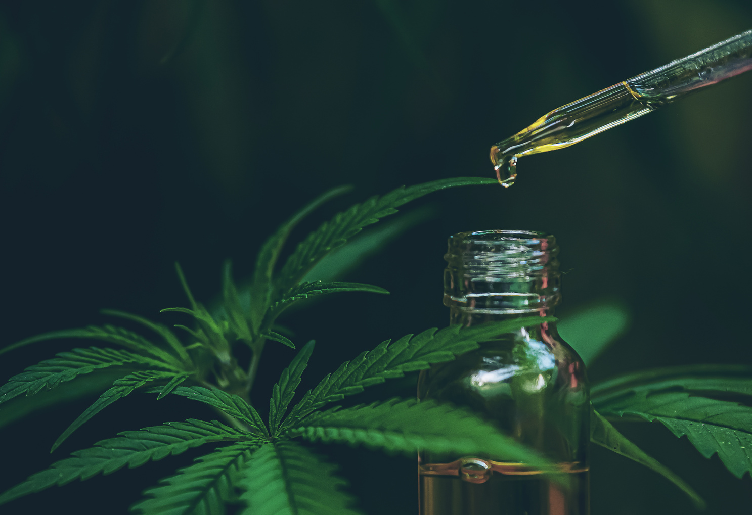 CBD hemp oil, drip, bio-medicine and ecology, hemp plant, herb, medicine, cbd oil from medical extraction