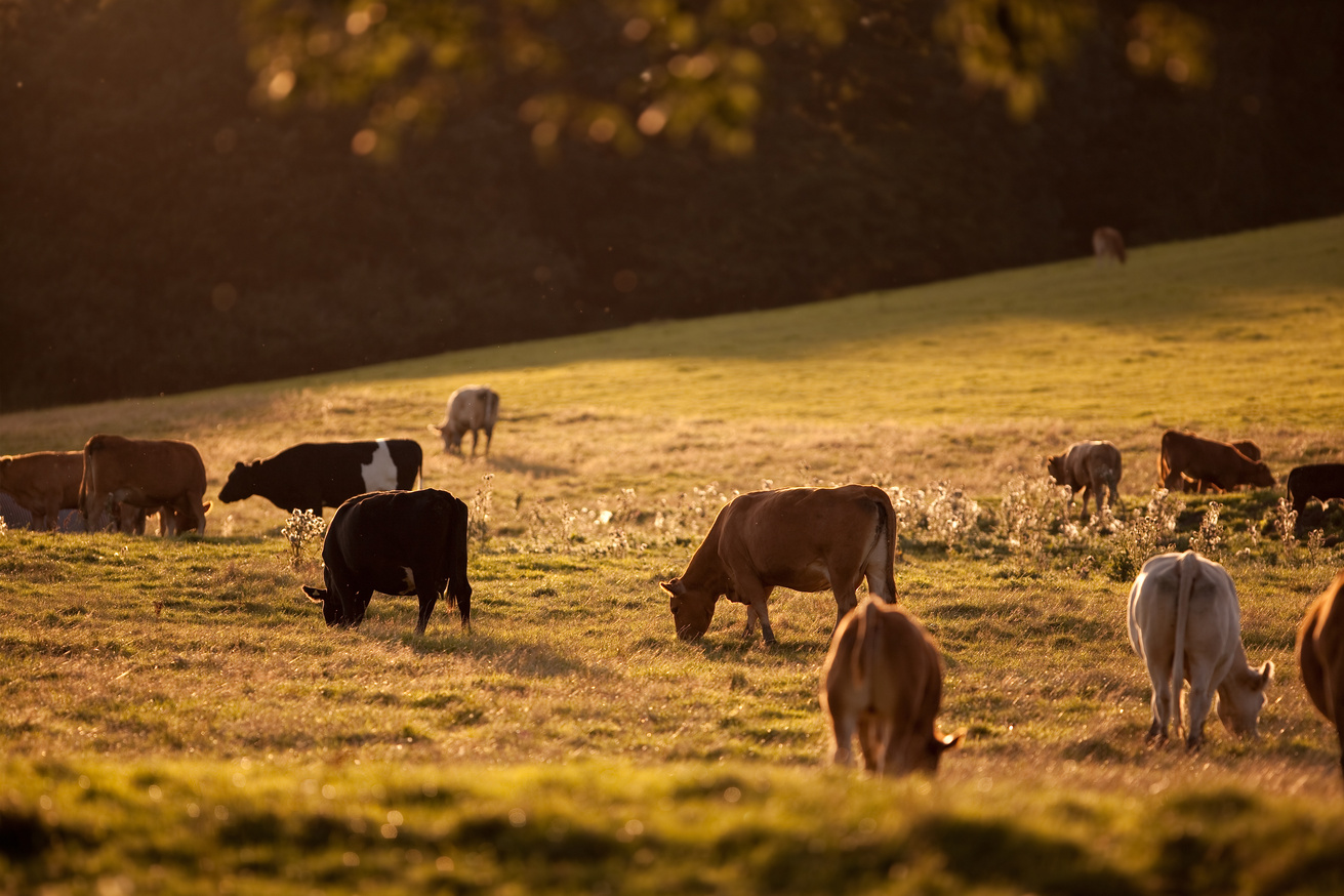 Cow Field