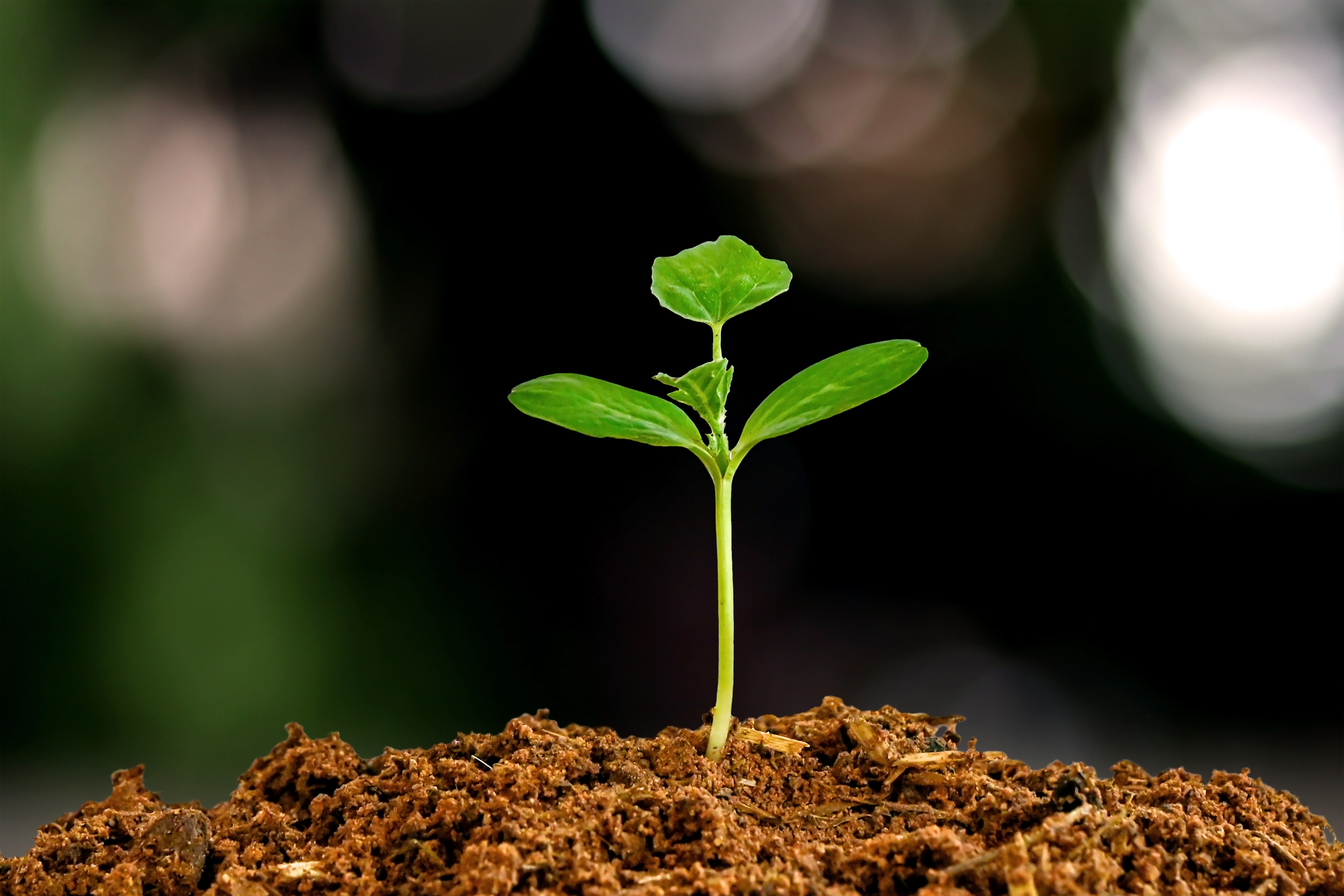 Sprout Growing from the Ground 