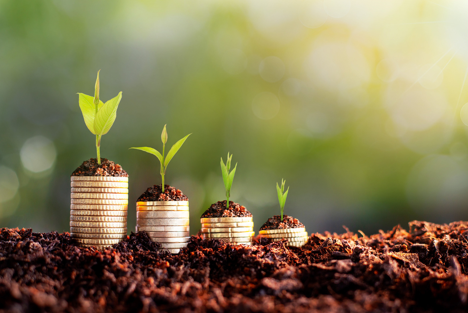 Growing Money - Plants on Coins - Money and Investment Concepts. growing money in soil, success concept